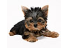 犬