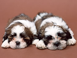 犬
