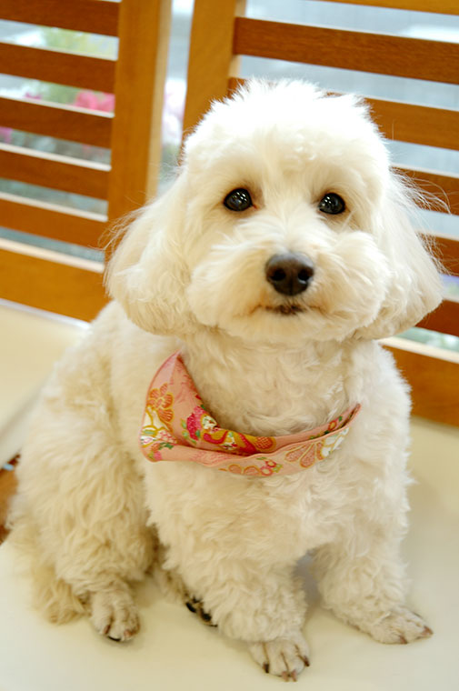 犬